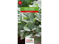 Osiva Moravia Semienka Šalvia lekárska (Salvia officinalis)