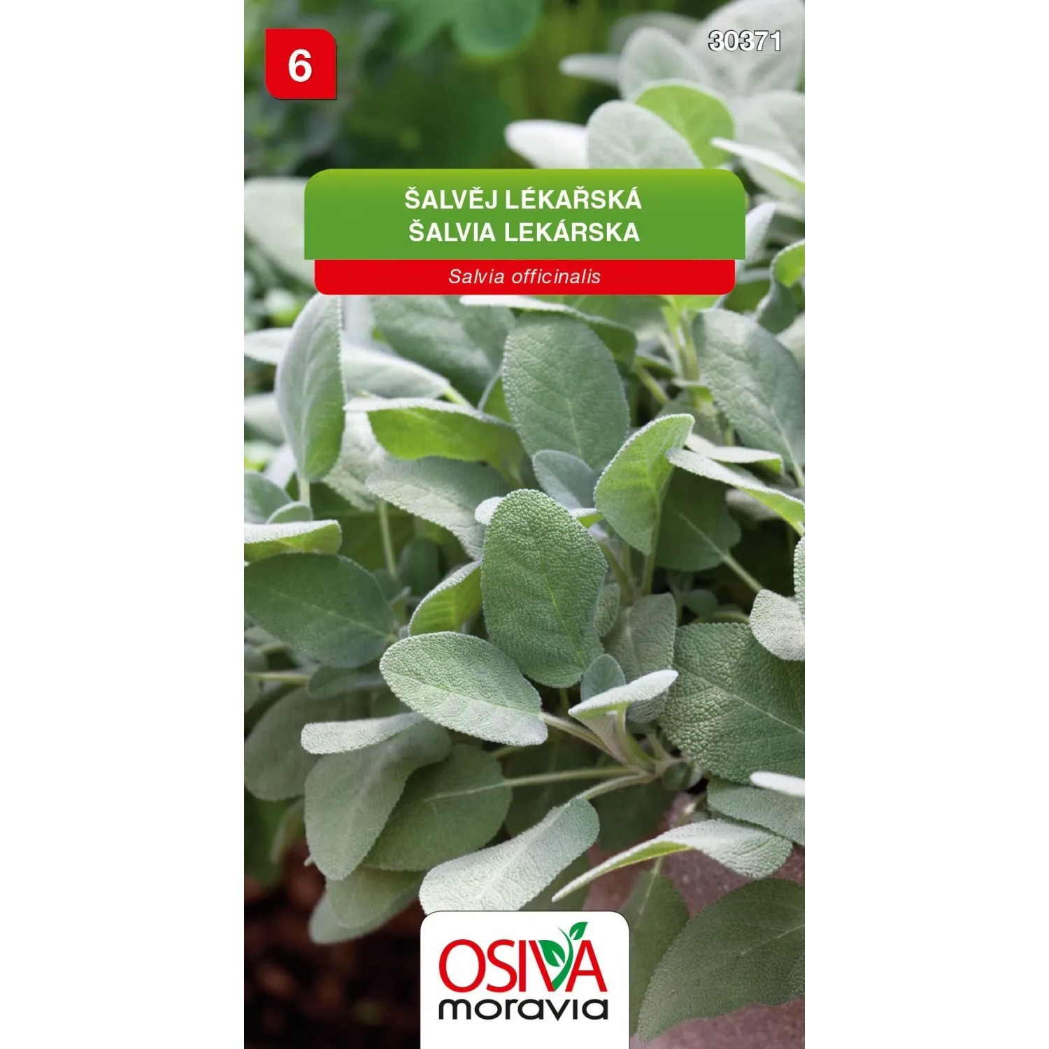 E-shop Osiva Moravia Semienka Šalvia lekárska (Salvia officinalis)
