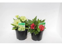 SK-Flora Petúnia (Petunia) rôzne druhy pr. cca 11 cm