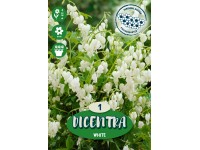 Srdcovka nádherná Spectabilis biela