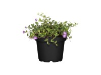 Landgard Farbienok menší (Vinca minor) pr. cca 9 cm Landgard Farbienok menší (Vinca minor) pr. cca 9 cm