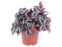 GROW by OBI Tradeskancia priemer kvetináča cca 12 cm