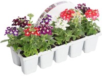 Royal Lemkes Železník klasnatý (Verbena bonariensis) 10-pack