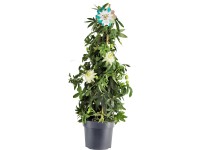 Mučenka modrá (Passiflora caerulea), biela, pr. kv. cca 17 cm