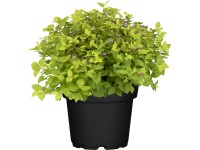 OBI Tavoľník (Spiraea) OBI Tavoľník (Spiraea)