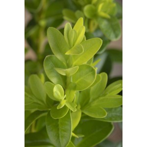 Detailný záber na zelený krušpán Faulkner (Buxus microphylla) GROW by OBI.