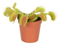 Mucholapka podivná mix, pr. kvetináča cca 6 cm