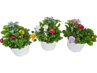 OBI Spring Deluxe Skoré jarné rastliny rôzne druhy priemer kvetináča cca 14 cm