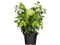 Hortenzia metlinatá Limelight biela