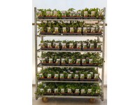 MONTANO Zmes byliniek rôzne druhy pr. cca 11 cm