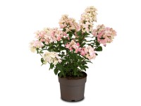 Hortenzia metlinatá (hydrangea paniculata) Magical Fire