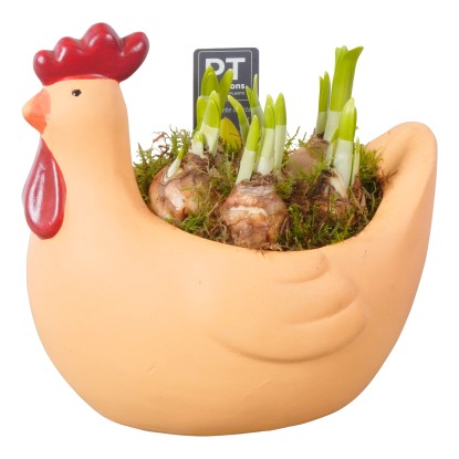 Aranžmán narcisov v kvetináči v tvare sliepky, 2 farby, pr. kv. cca 21 cm