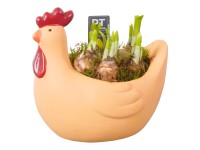 Aranžmán narcisov v kvetináči v tvare sliepky, 2 farby, pr. kv. cca 21 cm