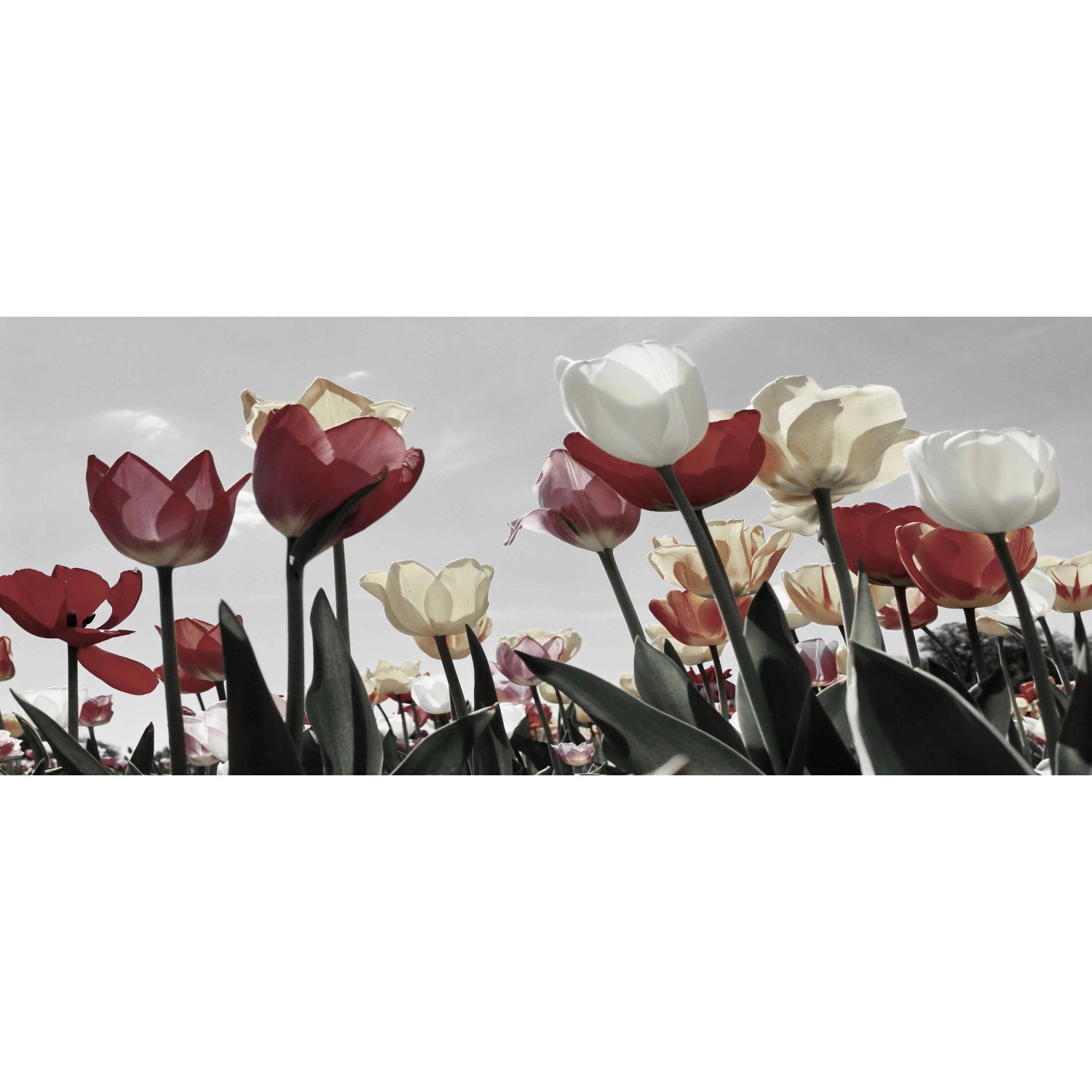 E-shop Bondecor Obraz, tlačené plátno Romance 50 x 120 cm