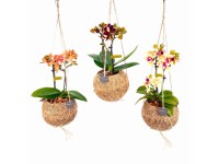 Royal Lemkes Kokedama - Motýlia orchidea (Orchidea phalaenopsis) pr. cca 12 cm