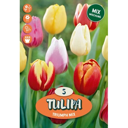 Tulipán Triumph "Mix"