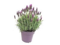 GROW by OBI Levanduľa (Lavandula stoechas), pr. kv. cca 14 cm