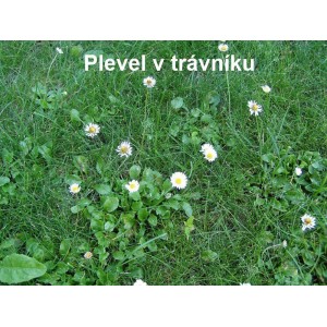 Detailný záber trávnika s burinou (sedmokrásky). Použite herbicíd.
