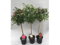 GROW by OBI Čajová ruža hybrid Royal výška 70 cm