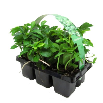 Pachysandra vrcholová balenie 6 ks priemer kvetináča: cca 7 cm Pachysandra termi