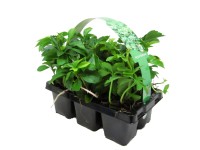 Pachysandra vrcholová balenie 6 ks priemer kvetináča: cca 7 cm Pachysandra termi Pachysandra vrcholová balenie 6 ks priemer kvetináča: cca 7 cm Pachysandra termi