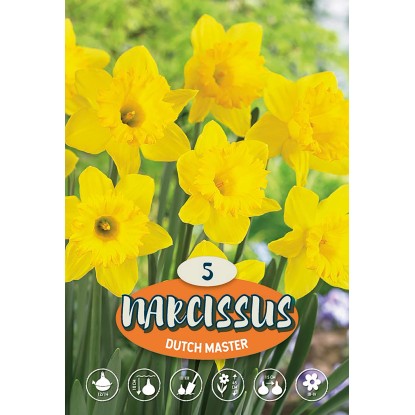 Veľkokvetý narcis "Dutch Master"