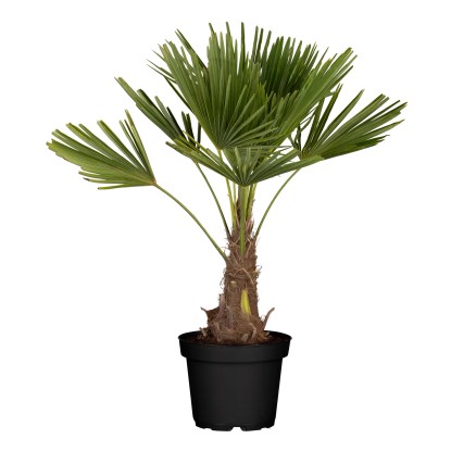 Wagnerova konopná palma (Trachycarpus wagnerianus), 100-120 cm, pr.kv. cca 30 cm