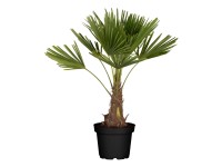 Wagnerova konopná palma (Trachycarpus wagnerianus), 100-120 cm, pr.kv. cca 30 cm