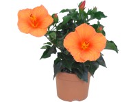 Ibištek čínska ruža Apollo (Hibiscus rosa-sinensis), výška 30-40cm,pr. 13 cm