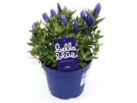 Q-Flower Horec drsný (Gentiana scaraba) 