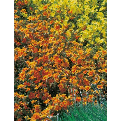 OBI Devätorník "Bronzeteppich" oranžový priemer kvetináča cca 9 cm x 9 cm