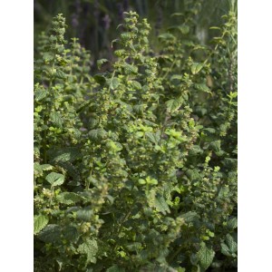 Medovka lekárska (Melissa officinalis) v kvetináči, zelená kuchynská bylina na čaj a dekoráciu.