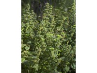 Medovka lekárska Relax, pr. kvetináča cca 12 cm