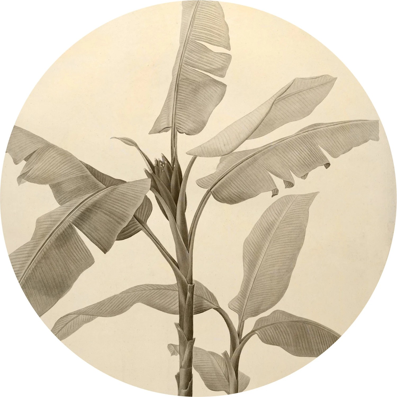 E-shop Komar Samolepiaca vliesová fototapeta Dot Banana Plant pr. 125 cm