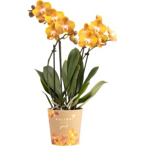 Oranžová motýlia orchidea 'Las Vegas' v kvetináči, cca 35-45 cm vysoká. Dekoratívna izbová rastlina.