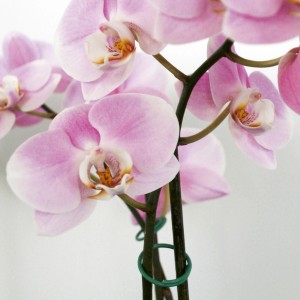 Krúžkové úchyty (30 ks) na stonke orchidey. Záhradný pomocník pre rastliny.