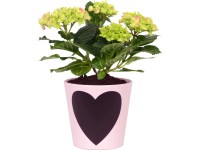 Hortenzia kalinolistá v popisovateľnom kvetináči priemer kvetináča cca 12 cm