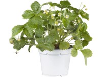 Mesačná jahoda Elsanta podnos s 10 kusmi