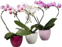 Motýlia orchidea 2 výhonky v tvare srdca Mix