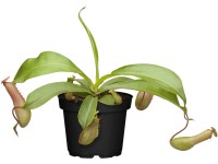 Krčiažnik priemer kvetináča cca 9 cm Nepenthes Krčiažnik priemer kvetináča cca 9 cm Nepenthes