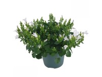 Zvonček dalmátsky (Campanula portenschlagiana) 