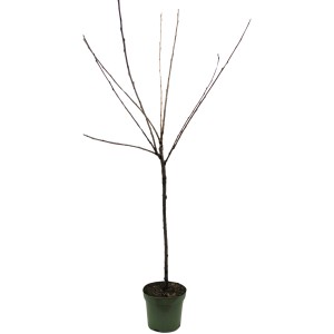 Bio slivka 'Hauszwetsche' v kvetináči, cca 120-140 cm vysoká.