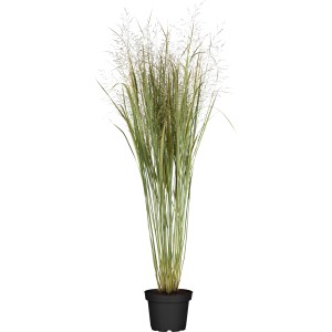 GROW by OBI Proso prútnaté Northwind v kvetináči, okrasná tráva s jemnými metlinami kvetov.
