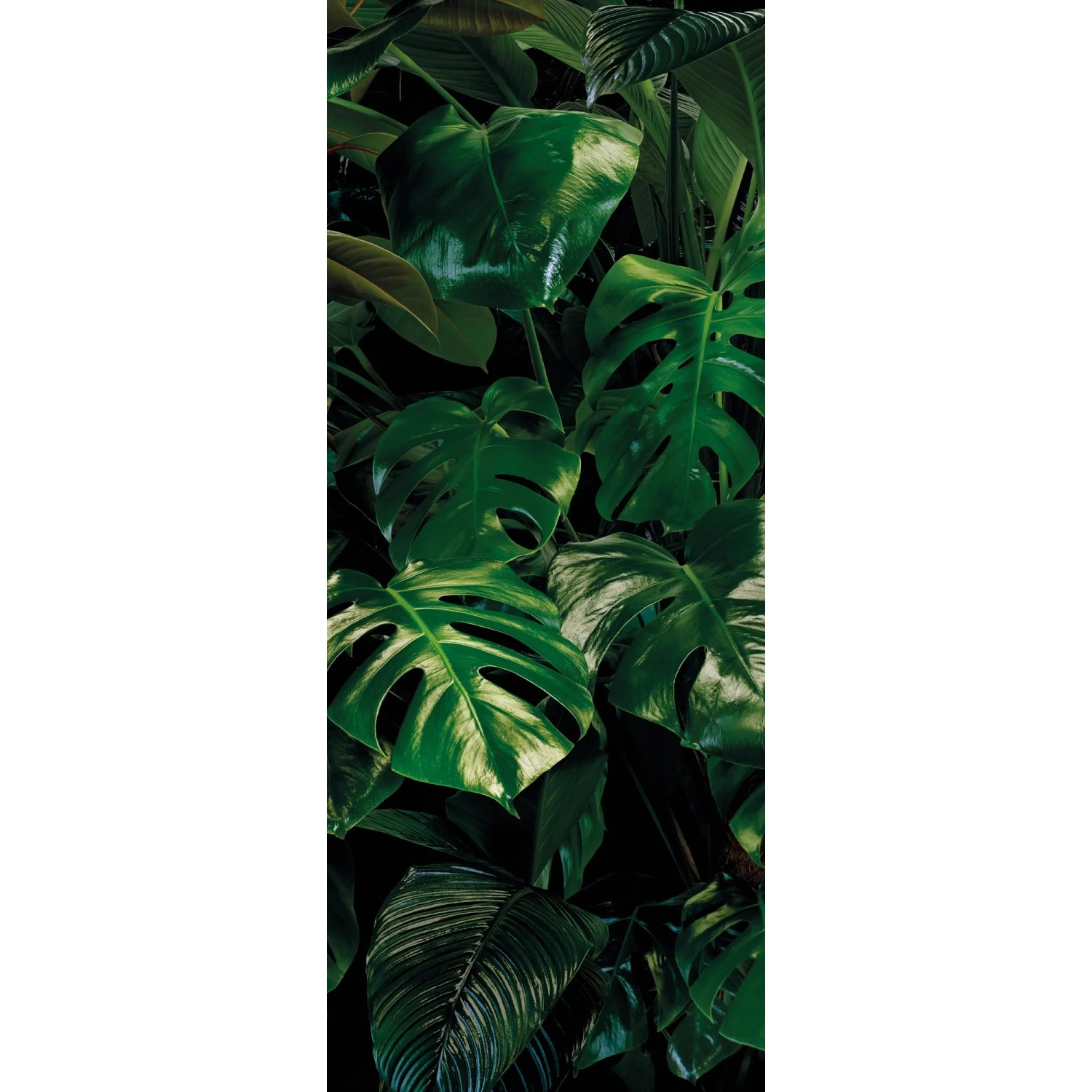 E-shop Komar Vliesová fototapeta Tropical Wall 100 x 250 cm