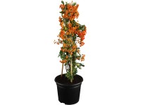 OBI Hlohyňa červená výška 50 - 60 cm kvetináč cca 2 l Pyracantha