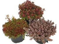OBI Rozchodník červený priemer kvetináča cca 12 cm Sedum
