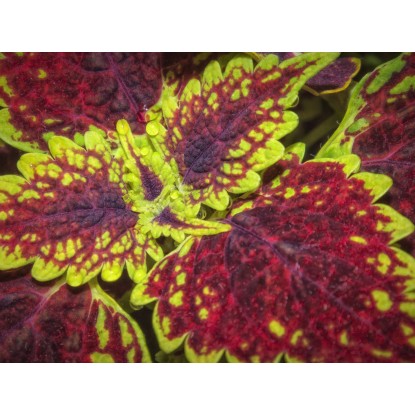 Žihľava africká (Plectranthus scutellarioides) "Skeletal" pr. 12 cm