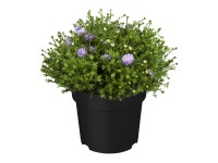 GROW by OBI Hviezdnica kríčkovitá 