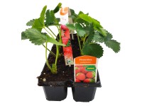 SK-Flora Jahoda stáleplodiaca (Fragaria) 10-pack SK-Flora Jahoda stáleplodiaca (Fragaria) 10-pack