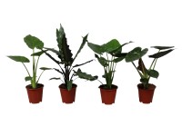 Alokázia (Alocasia), rôzne druhy, 70 cm, pr. 19 cm